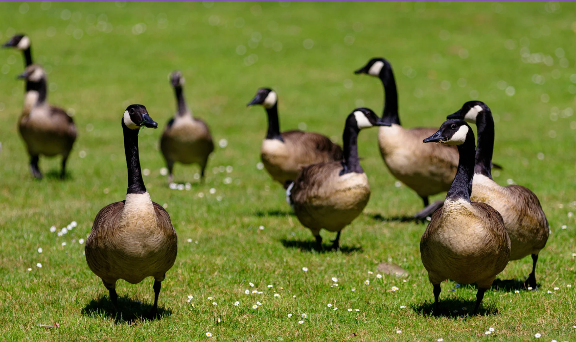 flock of geese