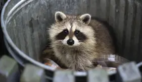 raccoons-image.png