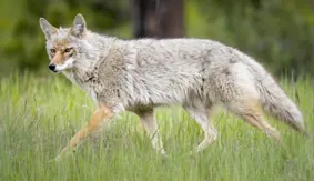 coyote-image.png