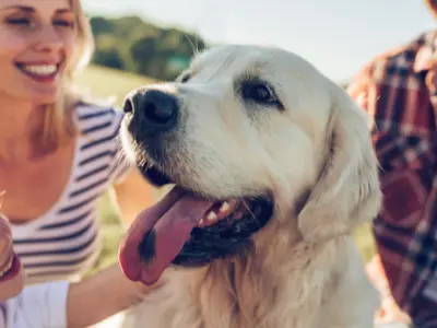 Family-Dog.png
