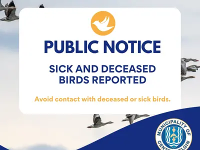 Sick-and-deceased-birds-social-media-(1).jpg