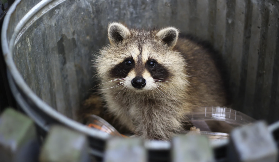 Raccoon in garbage can